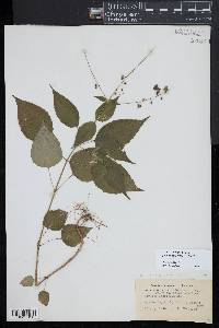 Circaea canadensis image