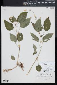 Circaea canadensis image