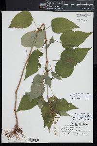 Circaea canadensis subsp. quadrisulcata image