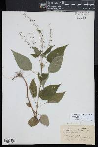 Circaea canadensis image