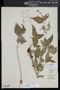 Circaea canadensis image