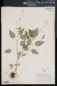 Circaea canadensis image