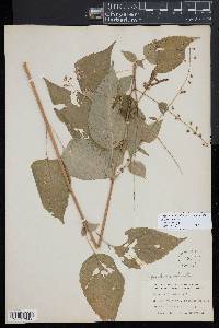 Circaea canadensis image