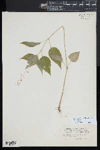 Circaea canadensis image