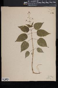 Circaea canadensis image