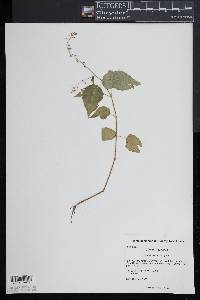 Circaea canadensis image