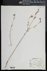 Clarkia affinis image