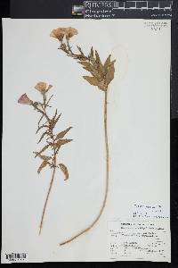 Clarkia bottae image