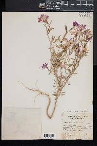 Clarkia pulchella image