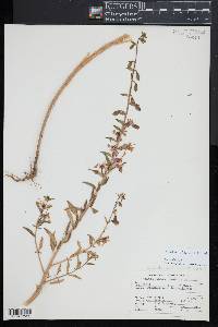 Clarkia unguiculata image