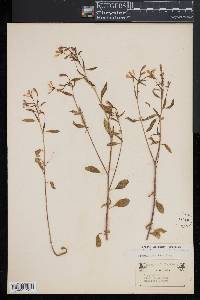 Clarkia xantiana image