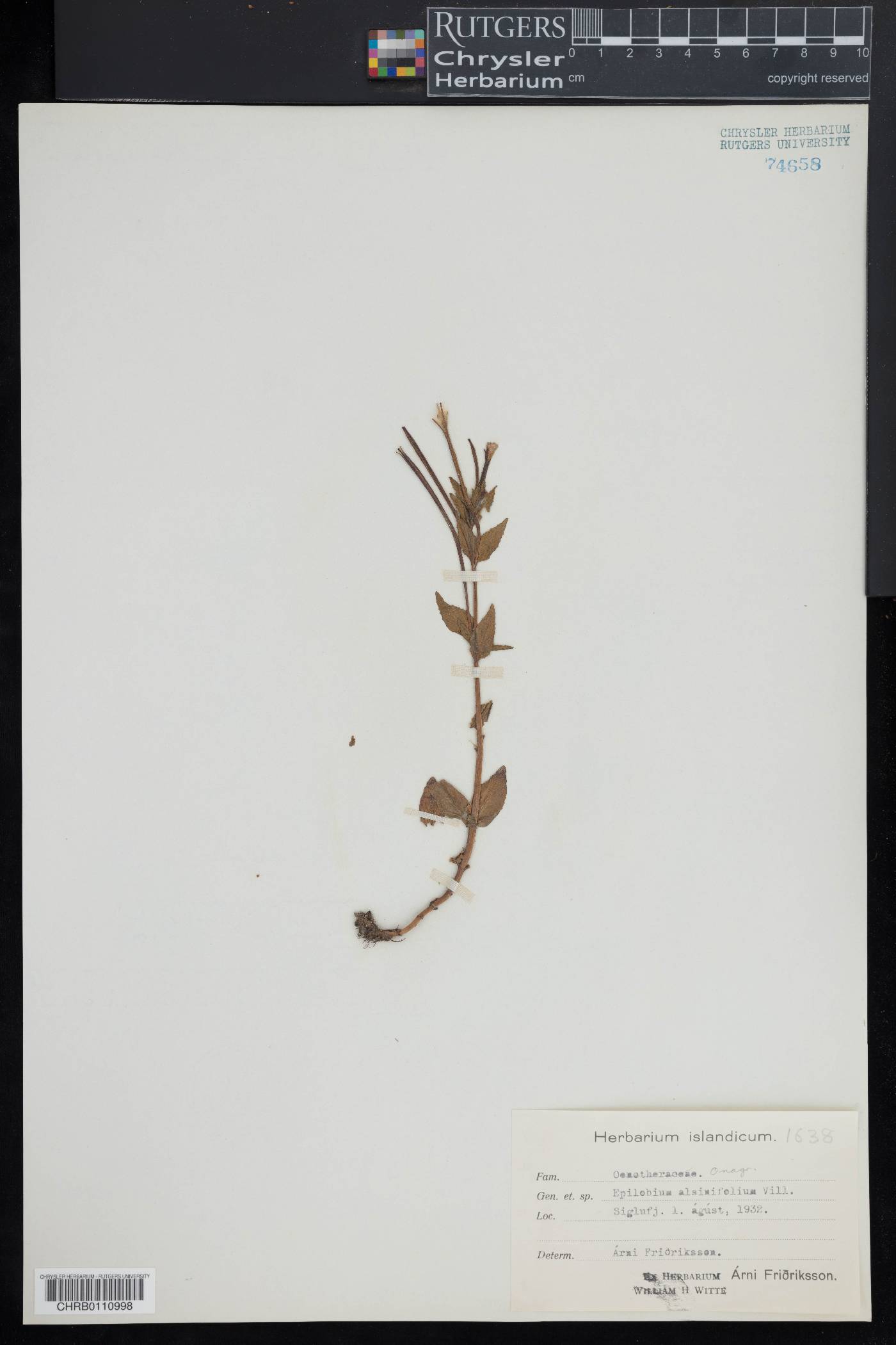 Epilobium alsinifolium image