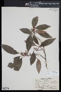 Decaisnina forsteriana image
