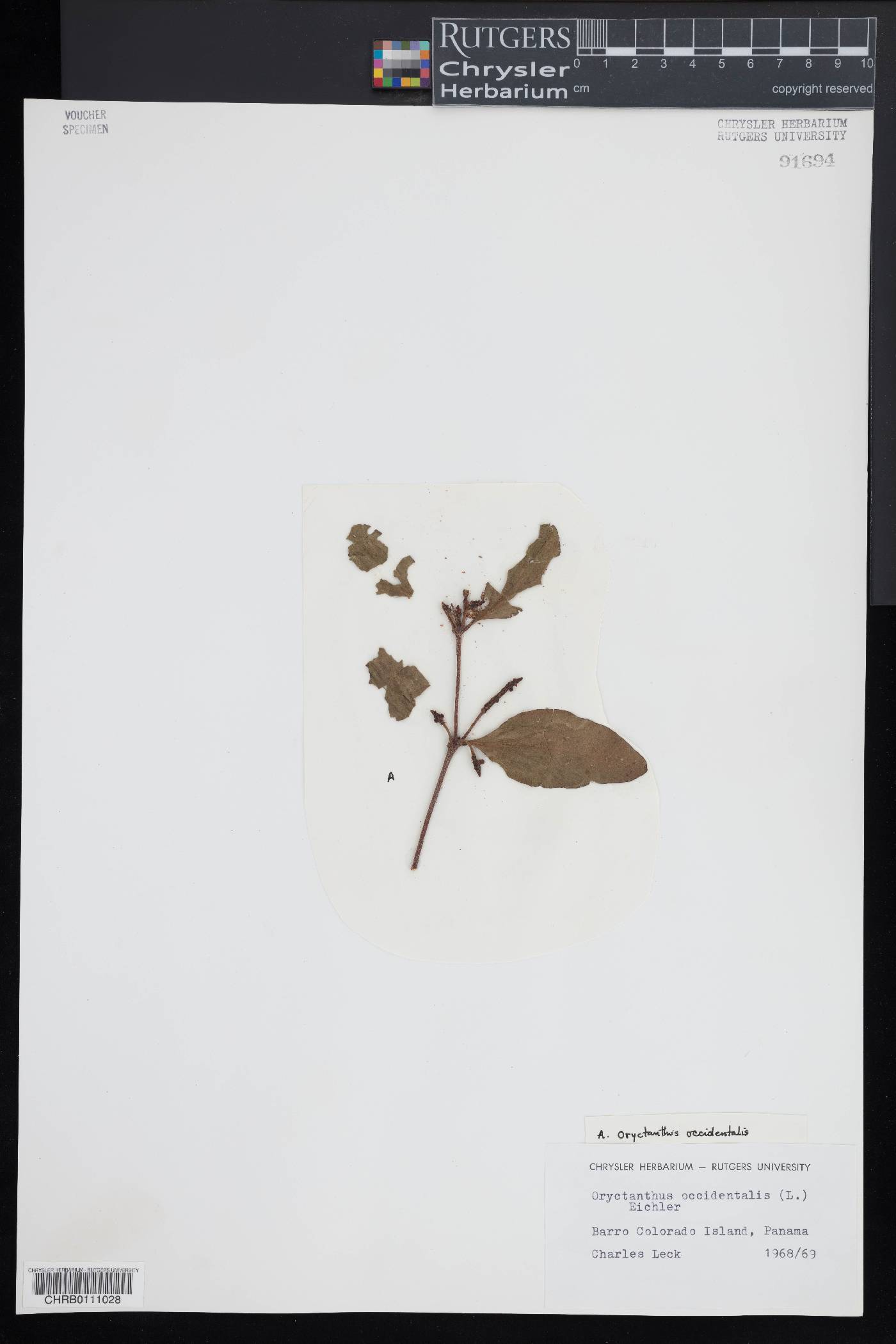 Oryctanthus occidentalis image