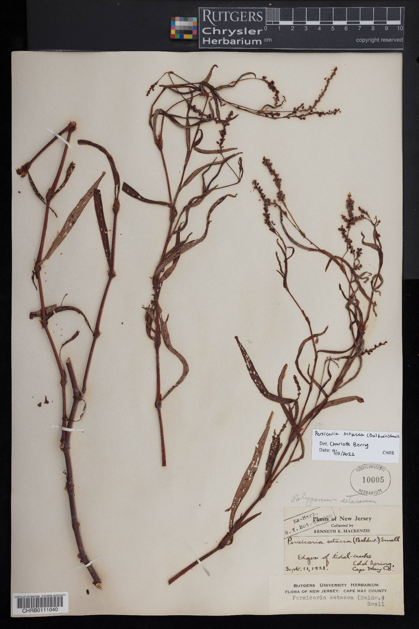 Persicaria setacea image