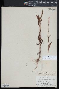 Persicaria japonica image