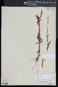 Persicaria japonica image