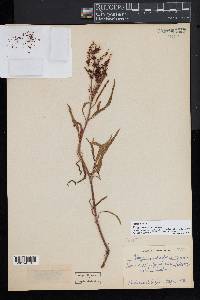 Rumex salicifolius image