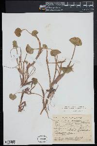 Heteranthera reniformis image