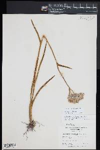 Lachnanthes caroliniana image