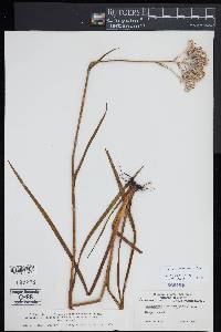 Lachnanthes caroliniana image