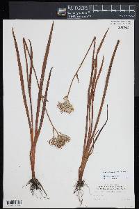 Lachnanthes caroliniana image