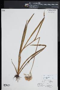 Lachnanthes caroliniana image