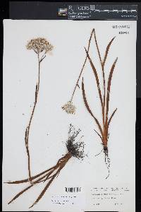 Lachnanthes caroliniana image