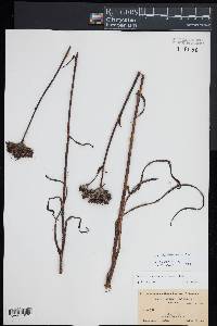 Lachnanthes caroliniana image