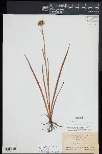 Lachnanthes caroliniana image