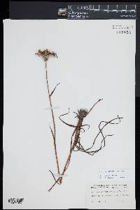 Lachnanthes caroliniana image