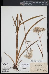 Lachnanthes caroliniana image