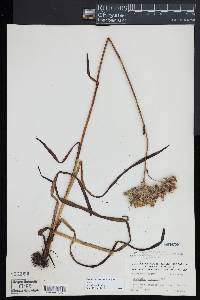 Lachnanthes caroliniana image