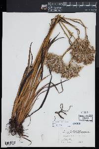 Lachnanthes caroliniana image