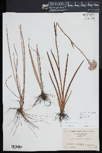 Lachnanthes caroliniana image
