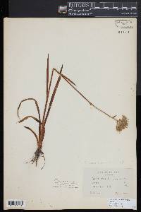 Lachnanthes caroliniana image