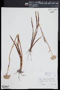 Lachnanthes caroliniana image