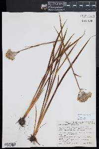 Lachnanthes caroliniana image