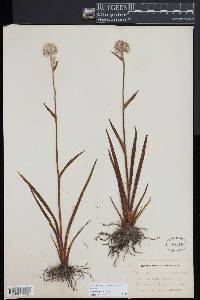 Lachnanthes caroliniana image