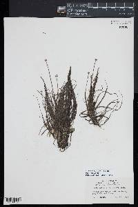 Eriocaulon aquaticum image