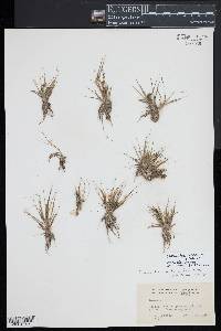 Eriocaulon aquaticum image