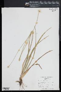 Eriocaulon decangulare image