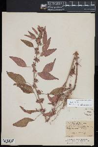 Acalypha virginica image