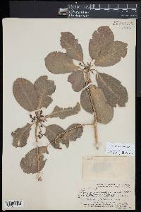 Claoxylon sandwicense image