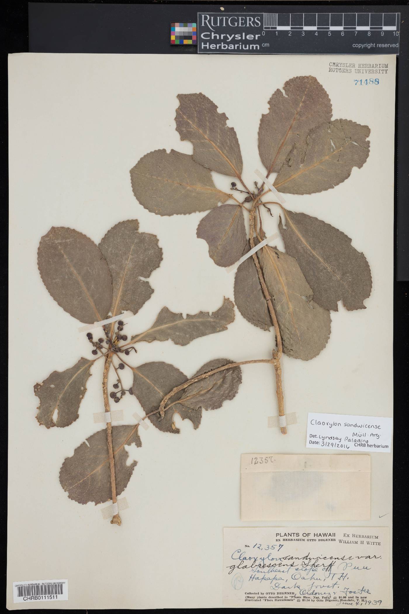 Claoxylon sandwicense image