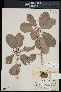 Claoxylon sandwicense image