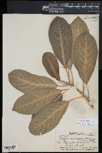 Claoxylon sandwicense image