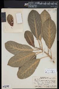 Claoxylon sandwicense image