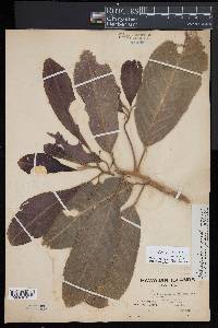 Claoxylon sandwicense image