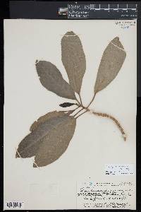 Claoxylon sandwicense image